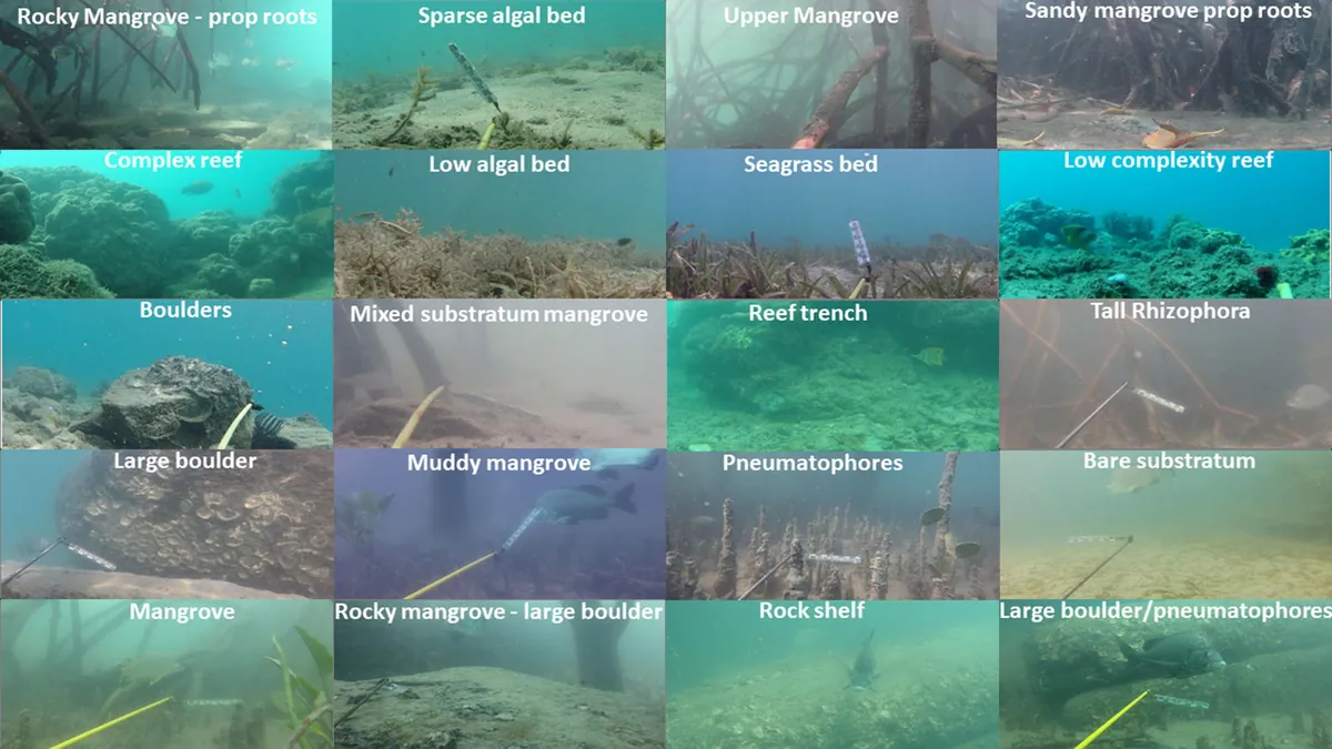 A grid of 20 underwater habitats from the DeepFish dataset, from mangroves to reefs
