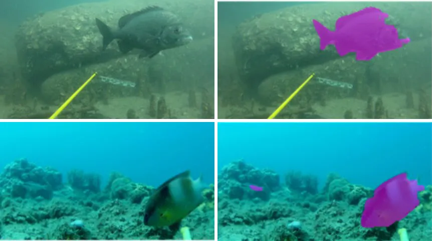 Underwater video frames with each fish automatically outlined in magenta