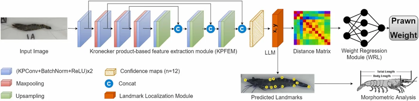 Diagram: a prawn photo goes through a deep network that finds 12 body landmarks, then estimates body length and weight