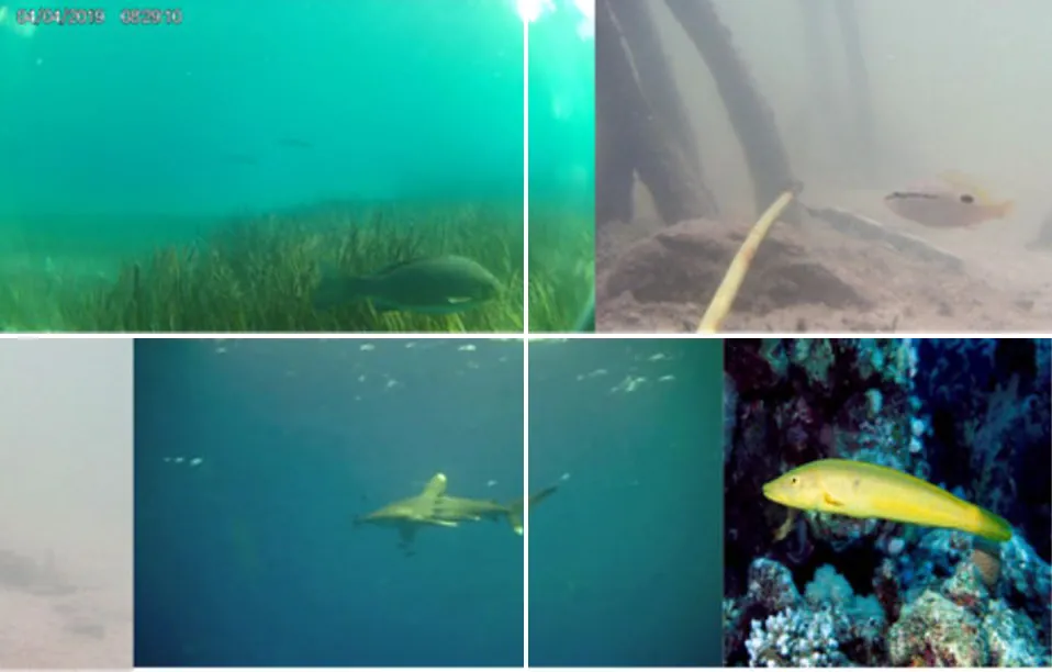 Four underwater frames: seagrass, a murky mangrove, a fish over sand and a reef